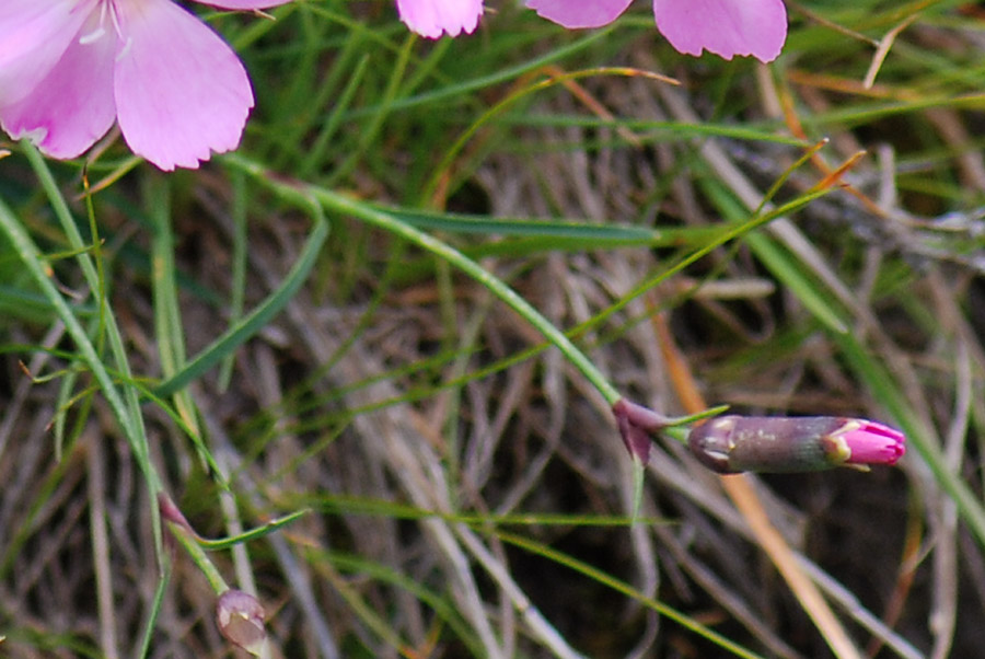 Dianthus sylvestris / Garofano selvatico